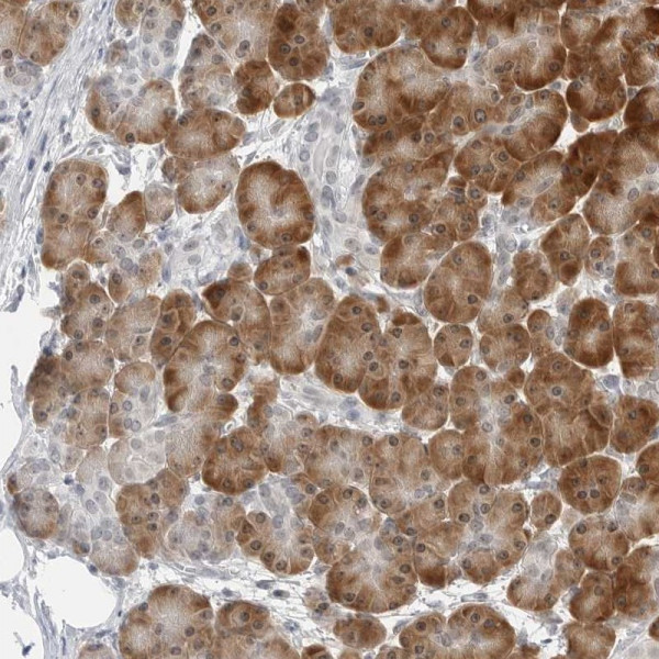 Anti-C8orf48