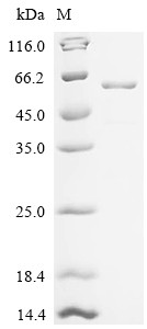 Glutamate receptor 1 (Gria1), partial, mouse, recombinant