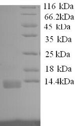 Interleukin-8 (IL8), dog, recombinant