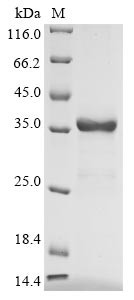 Uteroglobin (SCGB1A1), human, recombinant