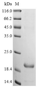 G-protein coupled receptor 52 (GPR52), partial, bovine, recombinant