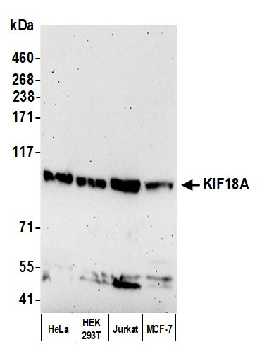 Anti-KIF18A