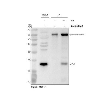 Anti-UFC1 / Ubiquitin-fold modifier conjugating enzyme 1