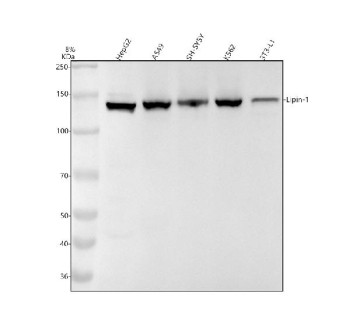Anti-LPIN1 / Lipin 1, clone 19L53