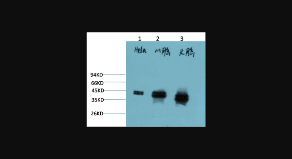 Anti-ERK1/2 (1H4), monoclonal