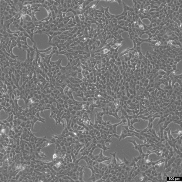 SN12C Cells