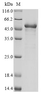 Mitochondrial-processing peptidase subunit beta (PMPCB), human, recombinant