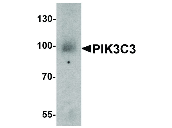 Anti-PIK3C3