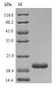 Prolactin protein (Prl) (Active), rat, recombinant