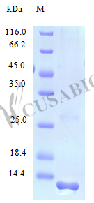 C-C motif chemokine 28 protein (CCL28) (Active), human, recombinant