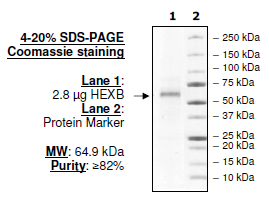 HEXB, human recombinant protein, C-terminal FLAG-His-tags