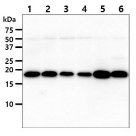 Anti-NM23A, clone 5F4