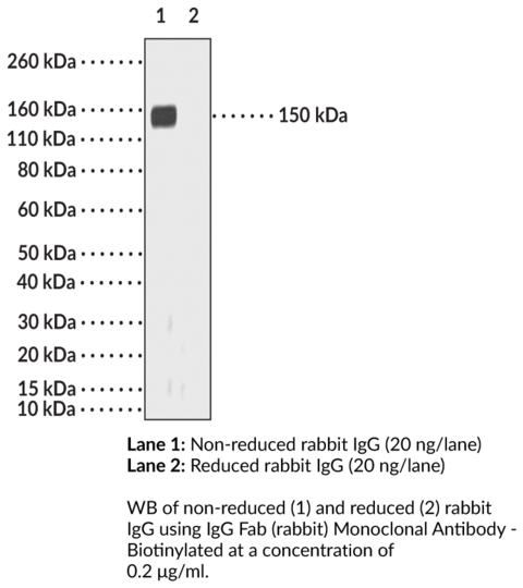 Anti-IgG Fab (rabbit) Monoclonal Antibody - Biotinylated (RMG01)