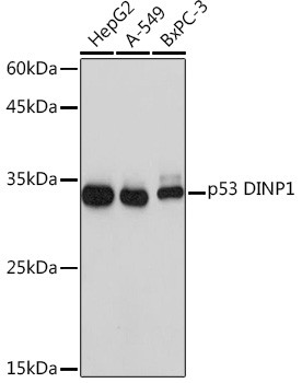 Anti-p53 DINP1