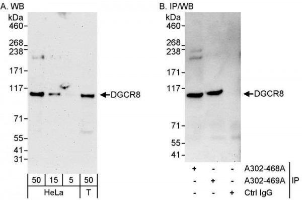 Anti-DGCR8