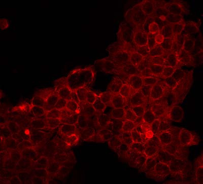 Anti-Mouse IgG (H&amp;L), DyLight(TM) 549 conjugated
