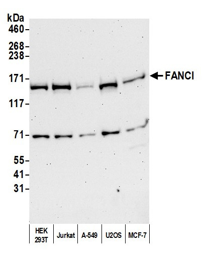 Anti-FANCI