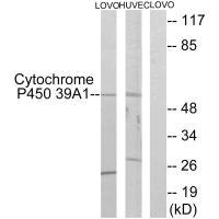Anti-CYP39A1