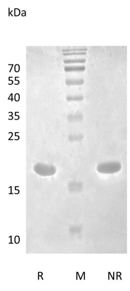 Recombinant Human Interleukin-1 beta
