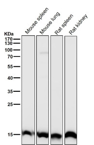 Anti-Histone H3 (tri methyl K27) antibody / HIST1H3A, clone 32H02