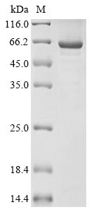Desmoglein-3 (Dsg3), partial, mouse, recombinant