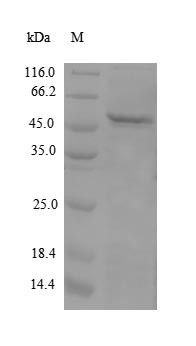 Apolipoprotein M (APOM), human, recombinant