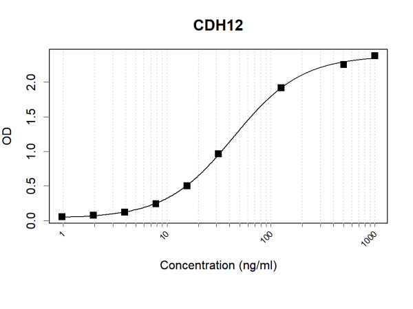 Anti-Human CDH12 Antibody Pair