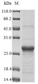 Early growth response protein 1 (EGR1), partial, human, recombinant