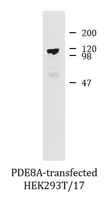 Anti-PDE8A, clone EM-52