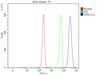 Anti-SPECC1L / Cytospin A