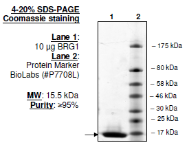 BRG1 (1480-1603), His-tag, human recombinant protein