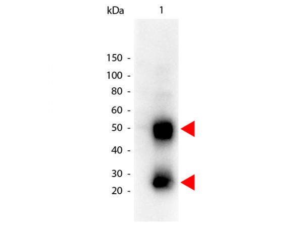 Anti-Mouse IgG (H&amp;L) [Goat] Peroxidase-Conjugate
