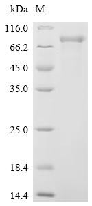 Cadherin-9 (CDH9), partial, human, recombinant