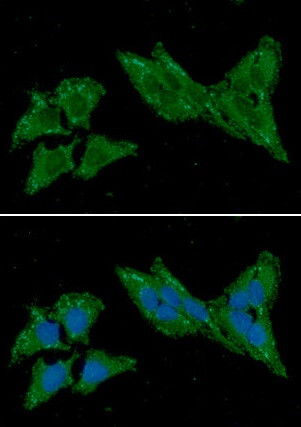 Anti-TXN2 / Thioredoxin-2, clone 1B1