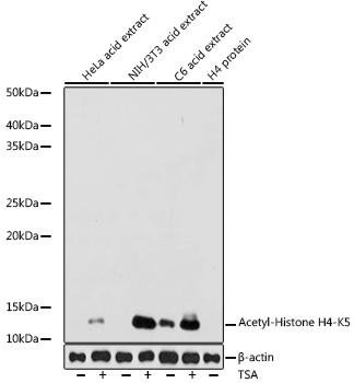 Anti-Acetyl-Histone H4 (Lys5)