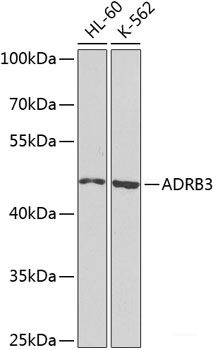 Anti-ADRB3