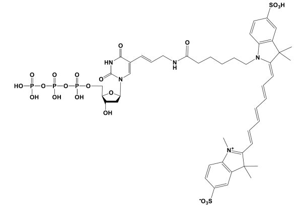 Sulfo-Cyanine7 dUTP