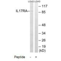 Anti-IL17RA