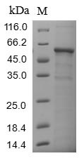 Collagen alpha-3 (VI) chain (COL6A3), partial, human, recombinant