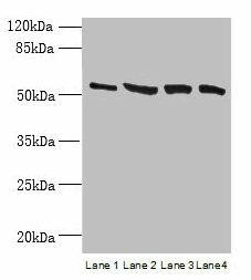 Anti-CCDC112