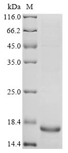Spike glycoprotein (S), partial, Feline coronavirus, recombinant