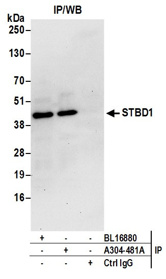 Anti-STBD1