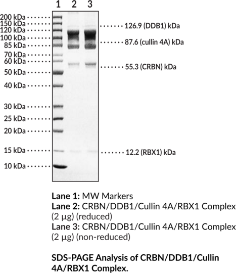 CRBN/DDB1/Cullin 4A/RBX1 Complex (human, recombinant)