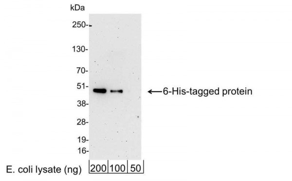 Anti-6-His, HRP conjugated