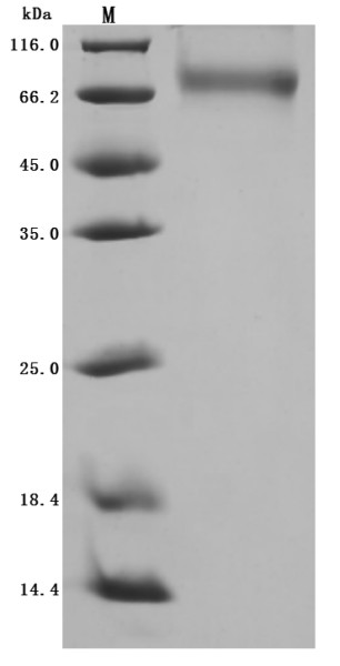 Angiopoietin-2 (ANGPT2) (Active), dog, recombinant