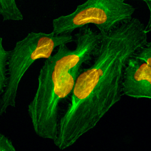 Anti-Histone H2A, Rabbit Monoclonal (RM225)