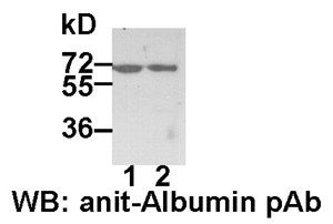 Anti-Albumin