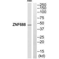 Anti-ZNF688