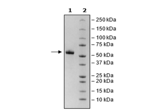 CD8a, Fc Fusion, Avi-Tag, Biotin-Labeled, HiP(TM) Recombinant