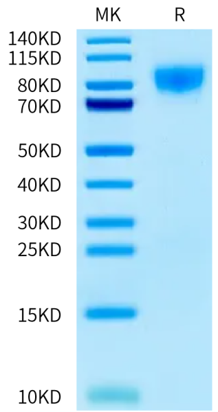 Mouse TPO/Thrombopoietin Protein